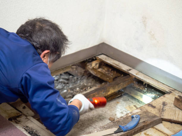 Best Toxic Mold Removal  in Hephzibah, GA