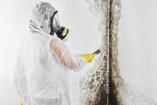 Professional Mold Removal in Hephzibah, GA