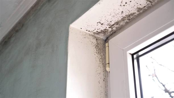 Best Mold Removal Near Me  in Hephzibah, GA