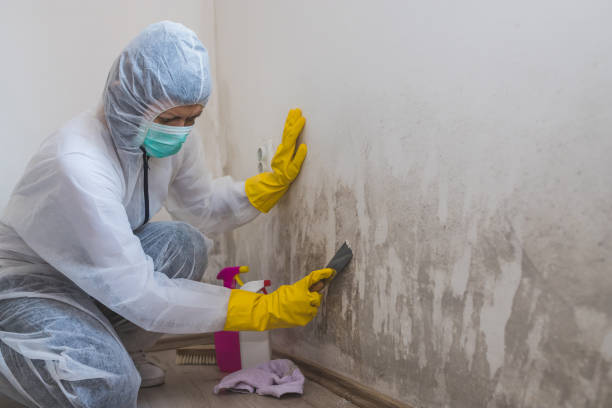 Best Residential Mold Removal  in Hephzibah, GA