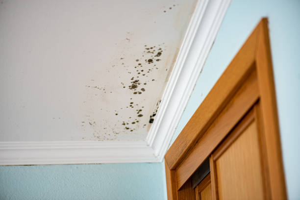Best Affordable Mold Removal  in Hephzibah, GA