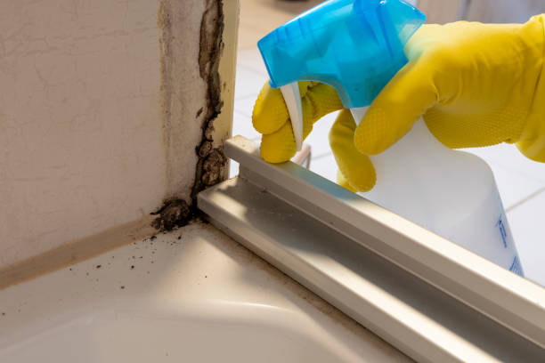 Best Certified Mold Removal  in Hephzibah, GA