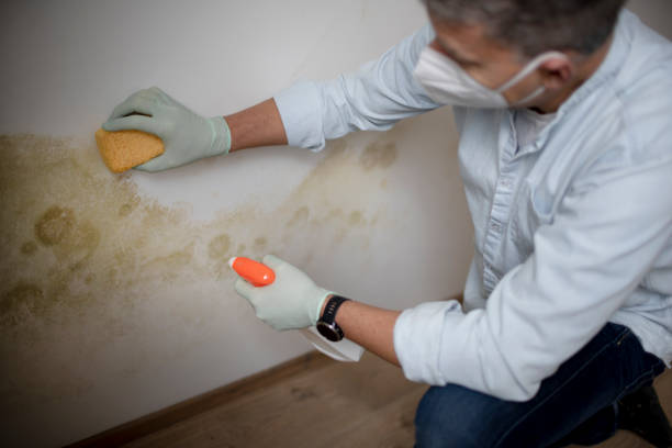 Best Crawl Space Mold Removal  in Hephzibah, GA