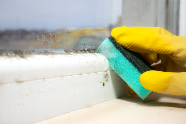 Best Commercial Mold Removal  in Hephzibah, GA