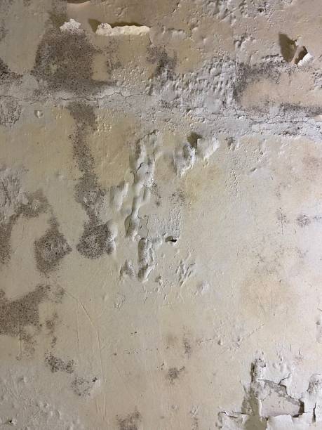 Best Mold Remediation  in Hephzibah, GA
