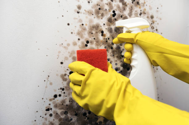 Mold Testing and Removal in Hephzibah, GA