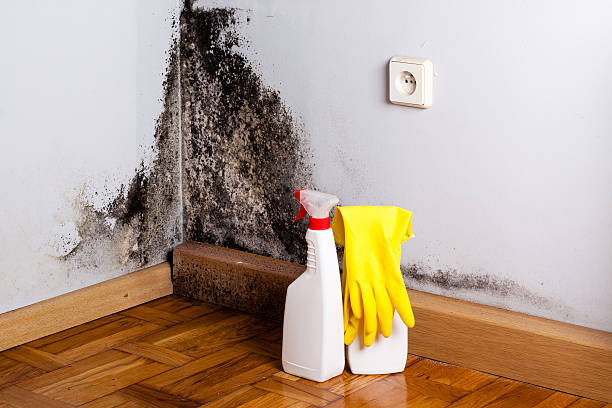 Best Local Mold Removal Service  in Hephzibah, GA