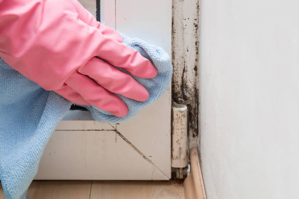 Best Same-Day Mold Removal  in Hephzibah, GA