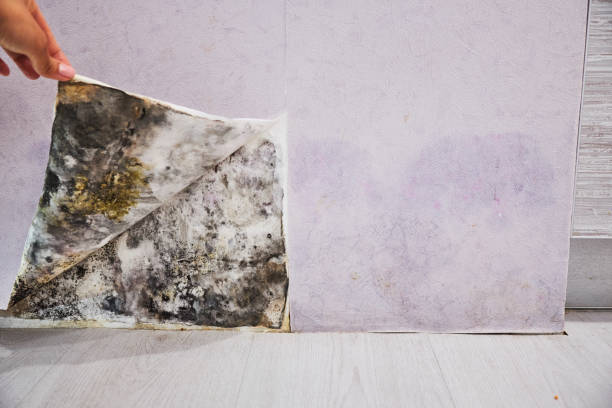 Best Home Mold Removal  in Hephzibah, GA